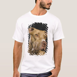 Portrait of red nose pitbull with black T-Shirt