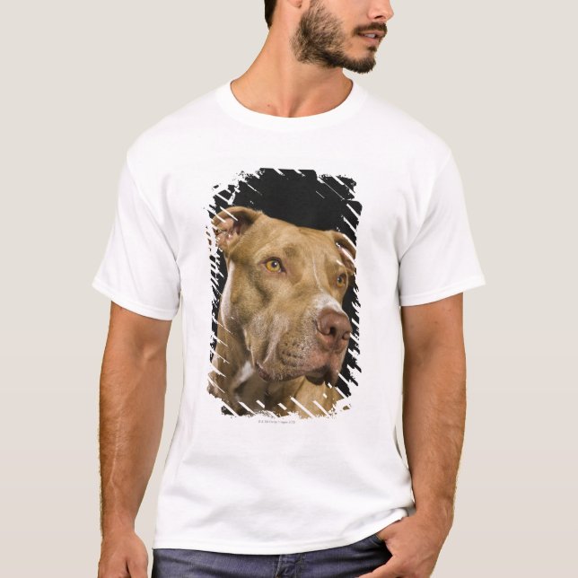 Portrait of red nose pitbull with black T-Shirt (Front)