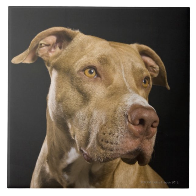 Portrait of red nose pitbull with black tile (Front)