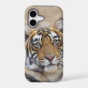 Portrait of Royal Bengal Tiger, Ranthambhor