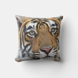 Portrait of Royal Bengal Tiger, Ranthambhor Cushion