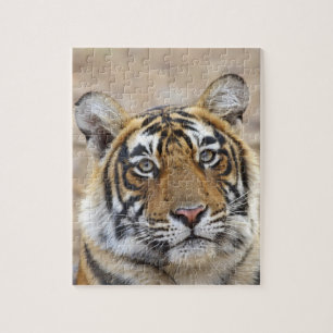 Portrait of Royal Bengal Tiger, Ranthambhor Jigsaw Puzzle