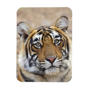 Portrait of Royal Bengal Tiger, Ranthambhor Magnet