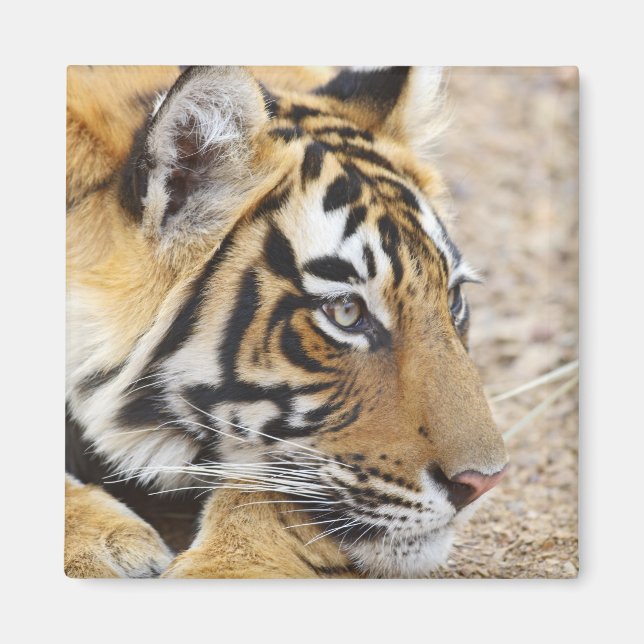 Portrait of Royal Bengal Tiger, Ranthambhor Magnet (Front)