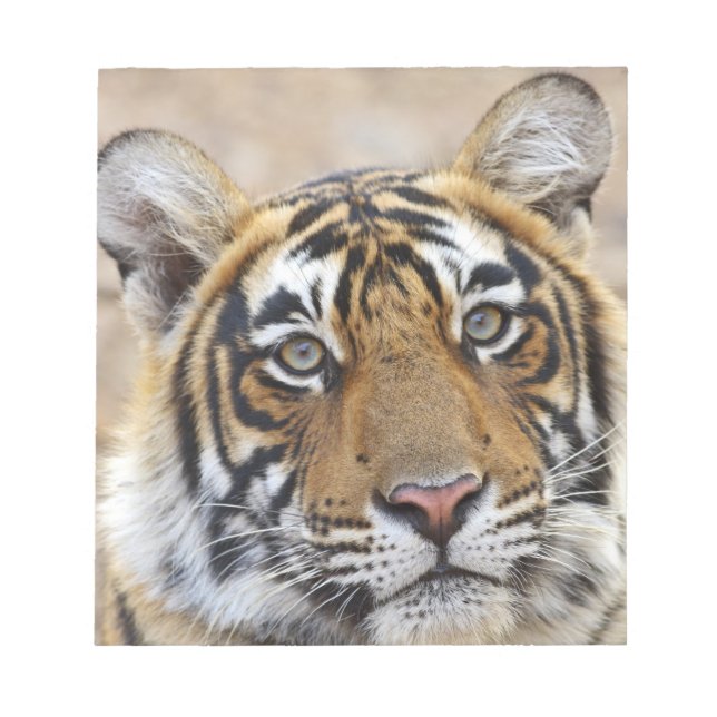 Portrait of Royal Bengal Tiger, Ranthambhor Notepad (Front)
