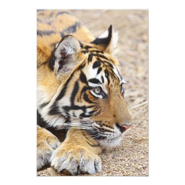 Portrait of Royal Bengal Tiger, Ranthambhor Photo Print (Front)