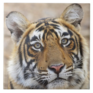 Portrait of Royal Bengal Tiger, Ranthambhor Tile
