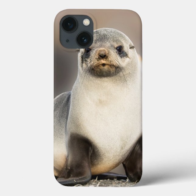 Portrait of Seal Pup on the Beach Case-Mate iPhone Case (Back)