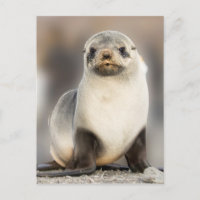 Portrait of Seal Pup on the Beach