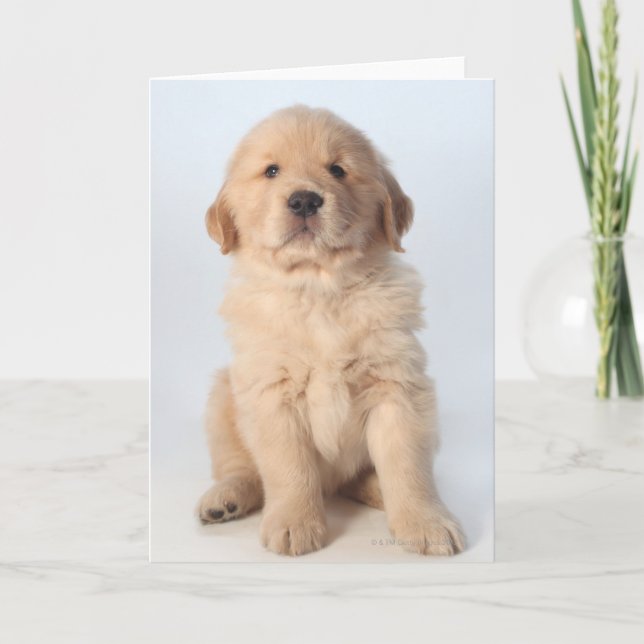 Portrait of six week old golden retriever puppy. card (Front)