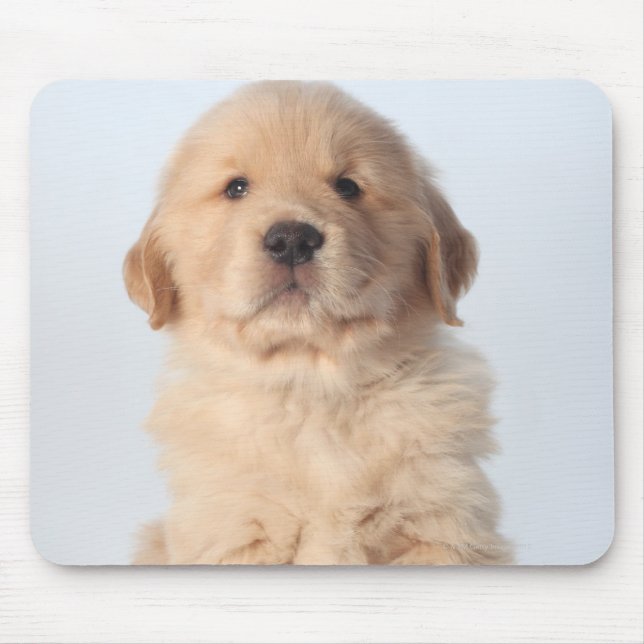 Portrait of six week old golden retriever puppy. mouse mat (Front)