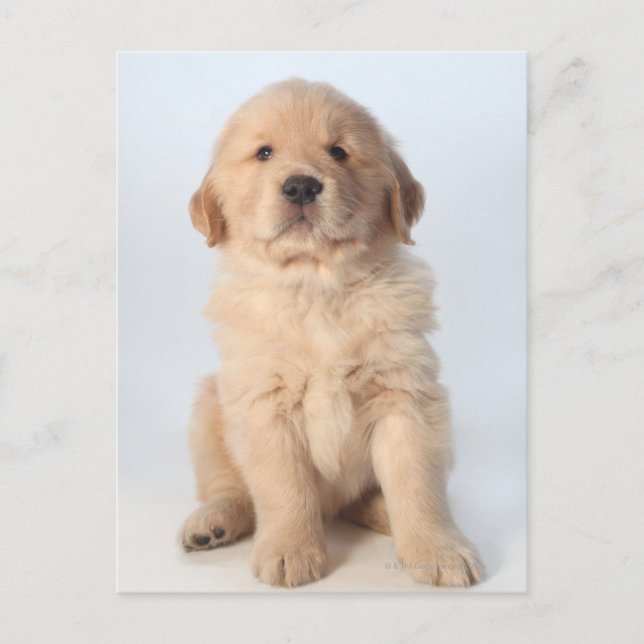 Portrait of six week old golden retriever puppy. postcard (Front)