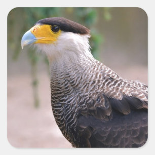 Portrait of Southern Crested Caracara Square Sticker