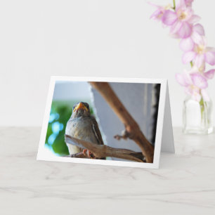 Portrait of Sparrow Card