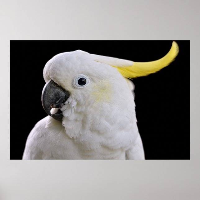 Portrait of Sulphur-crested Cockatoo Poster (Front)
