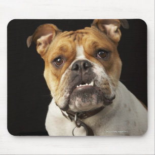 Portrait of tan and white bulldog with collar mouse mat