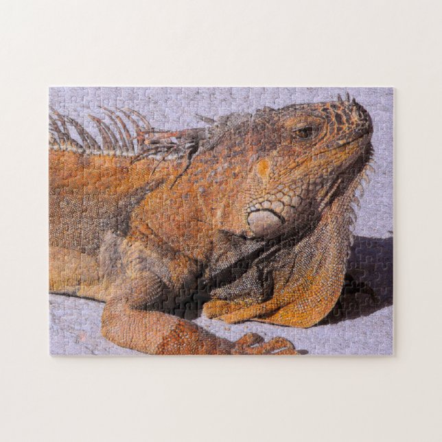 Portrait of the Iguana Jigsaw Puzzle (Horizontal)