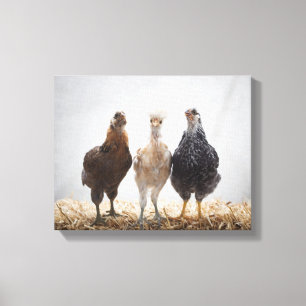 Portrait of Three Pet Chickens Looking Forward Canvas Print