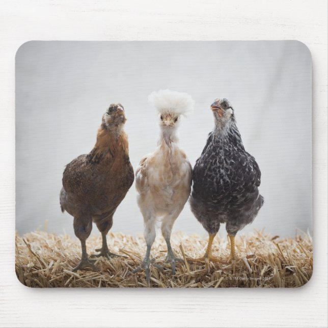 Portrait of Three Pet Chickens Looking Forward Mouse Mat (Front)