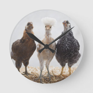 Portrait of Three Pet Chickens Looking Forward Round Clock