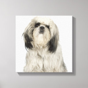 Portrait of Tibetan Terrier puppy Canvas Print