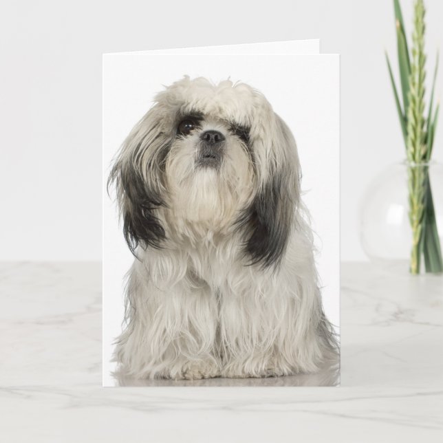 Portrait of Tibetan terrier puppy Card (Front)