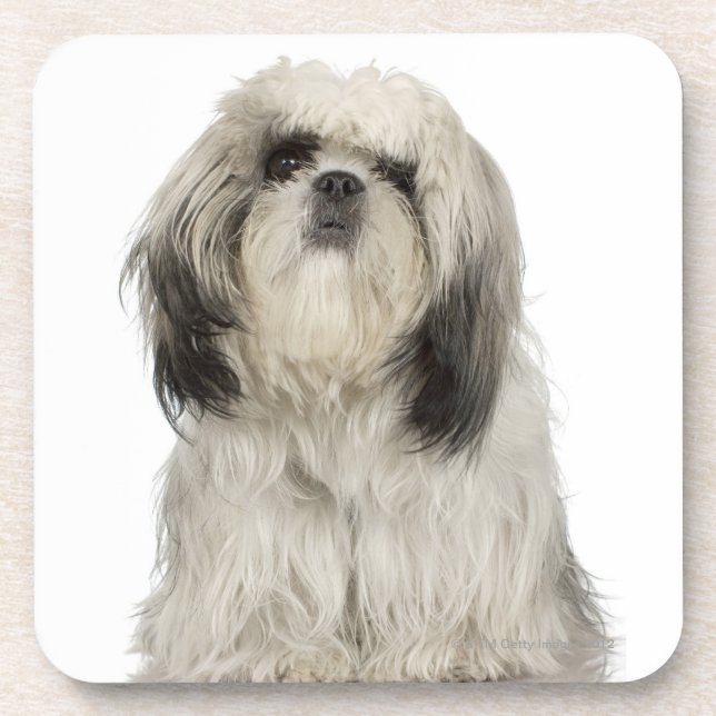 Portrait of Tibetan Terrier puppy Coaster (Front)