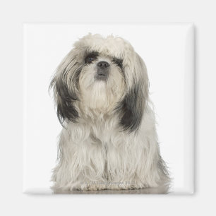 Portrait of Tibetan terrier puppy Magnet