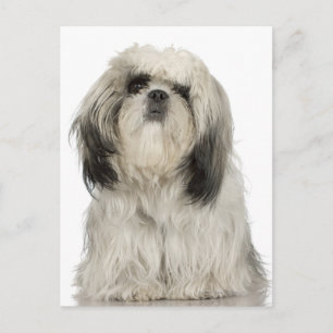 Portrait of Tibetan terrier puppy Postcard
