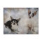 Portrait of two chihuahua's