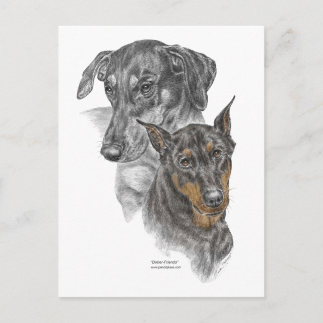 Portrait of Two Dobermans Postcard (Front)