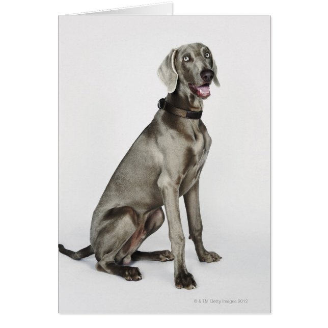 Portrait of Weimaraner dog (Front)