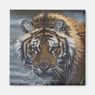 Portrait Of Wet Siberian Tiger Magnet