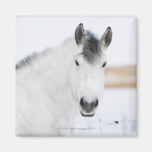 portrait of white horse magnet