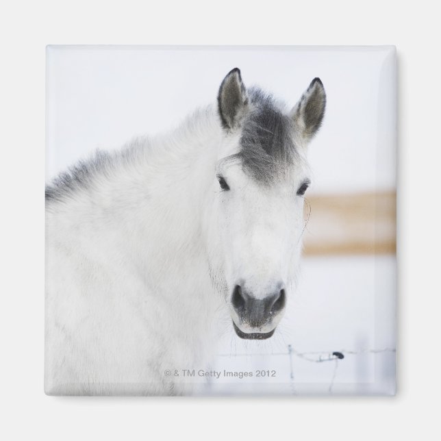 portrait of white horse magnet (Front)