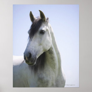 portrait of white horse poster