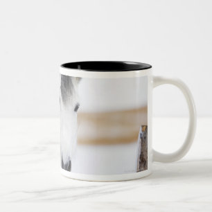 portrait of white horse Two-Tone coffee mug
