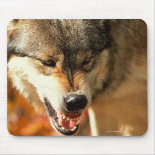 Portrait of wolf growling mouse mat
