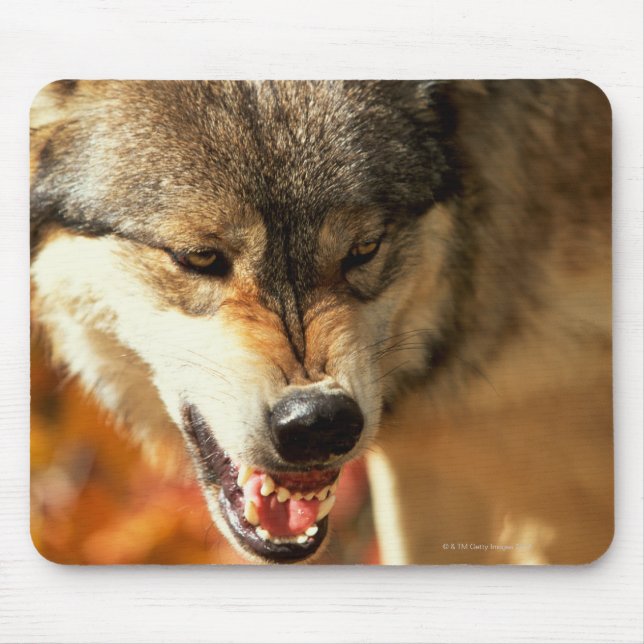 Portrait of wolf growling mouse mat (Front)