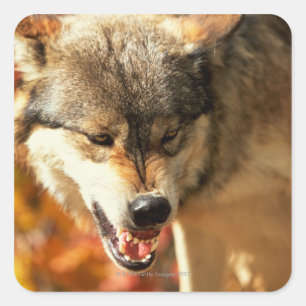 Portrait of wolf growling square sticker