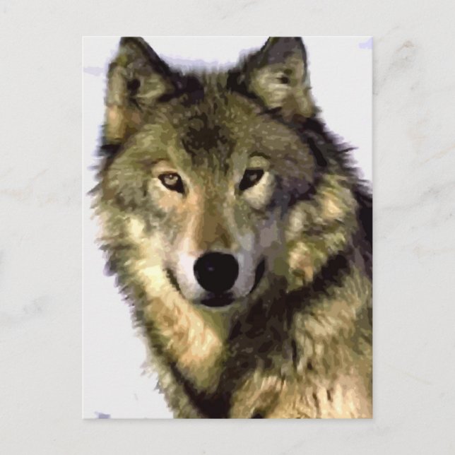 Portrait of Wolf Post Card (Front)