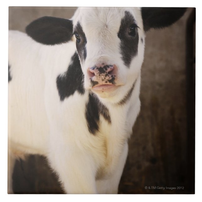 Portrait of young calf in stable tile (Front)