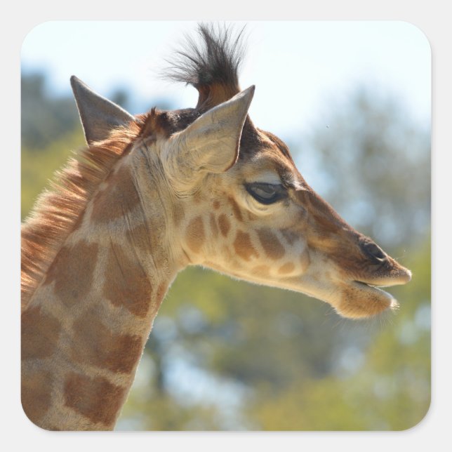 Portrait of young giraffe square sticker (Front)
