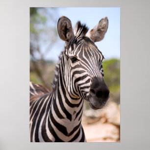 Portrait of zebra poster