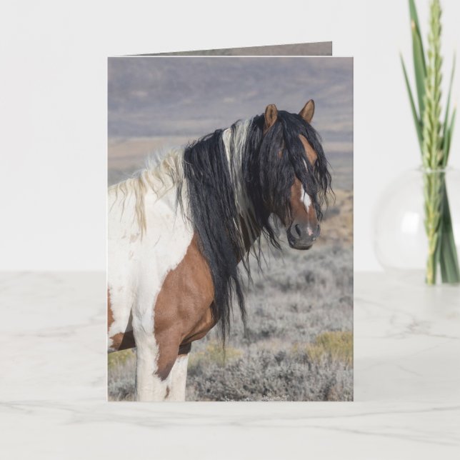 Portrait of Zephyr Wild Horse Greeting Card (Front)