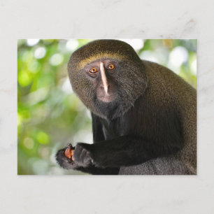 Portrait owl-faced monkey postcard