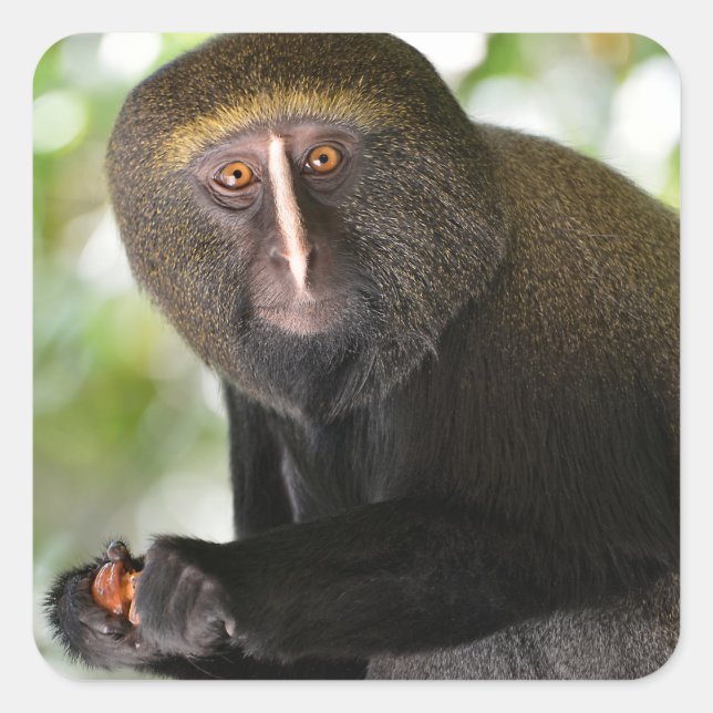 Portrait owl-faced monkey postcard square sticker (Front)