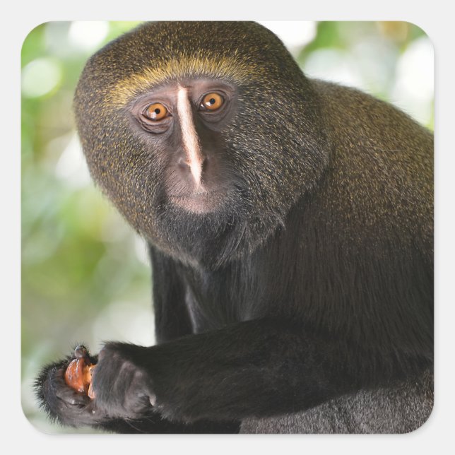 Portrait owl-faced monkey postcard square sticker  (Front)