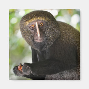 Portrait owl-faced monkey postcard square sticker  magnet