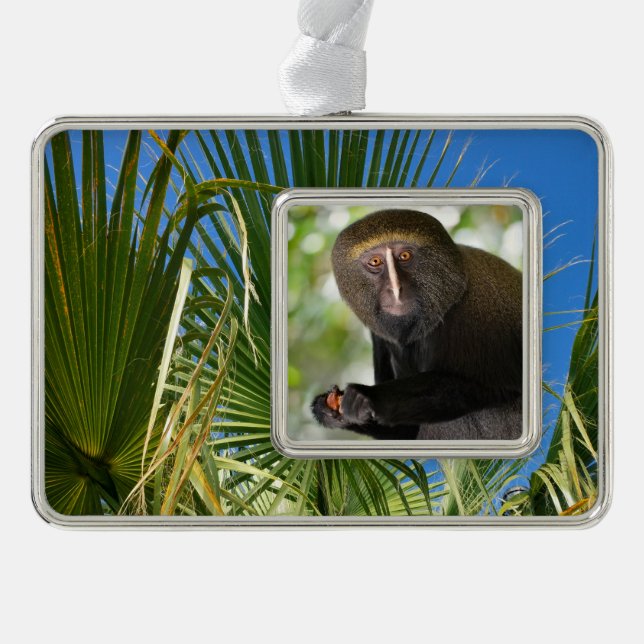 Portrait owl-faced monkey postcard square sticker  silver plated framed ornament (Front)